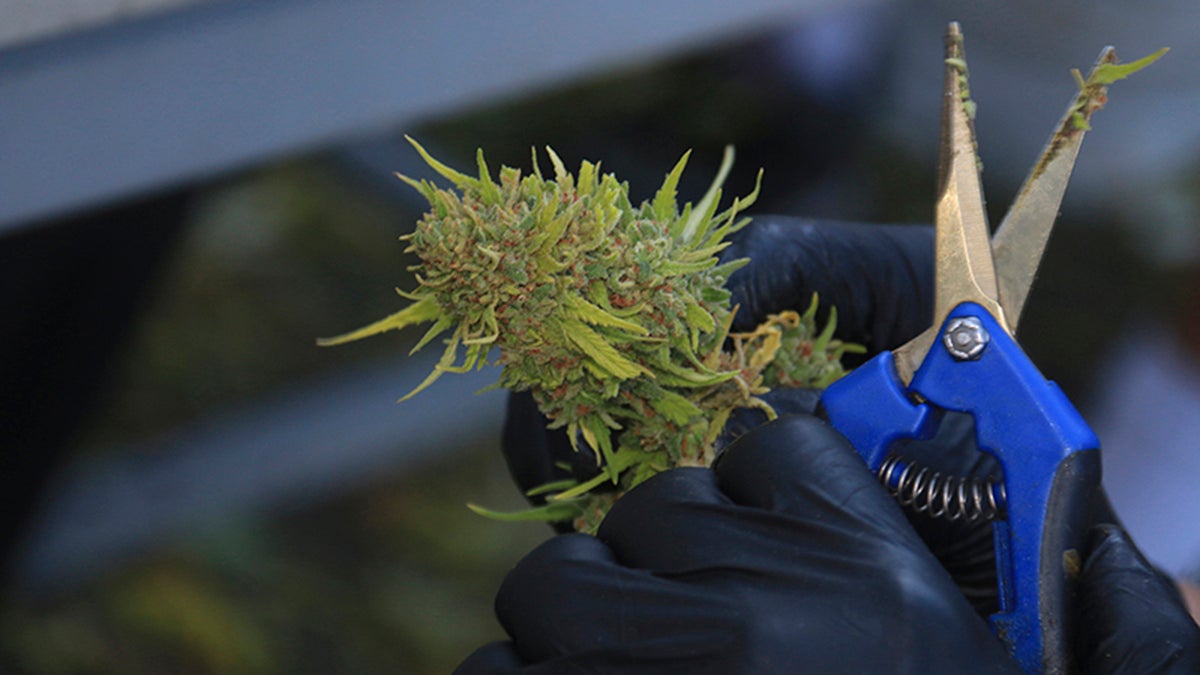 worker harvests the bud of a cannabis plant apart of medical marijuana growth in Arizona