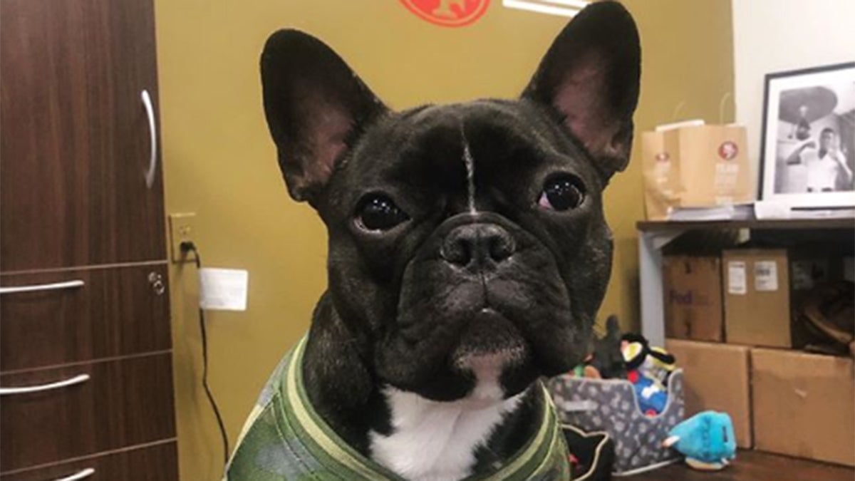 French bulldog, San Francisco 49ers, emotional support dog